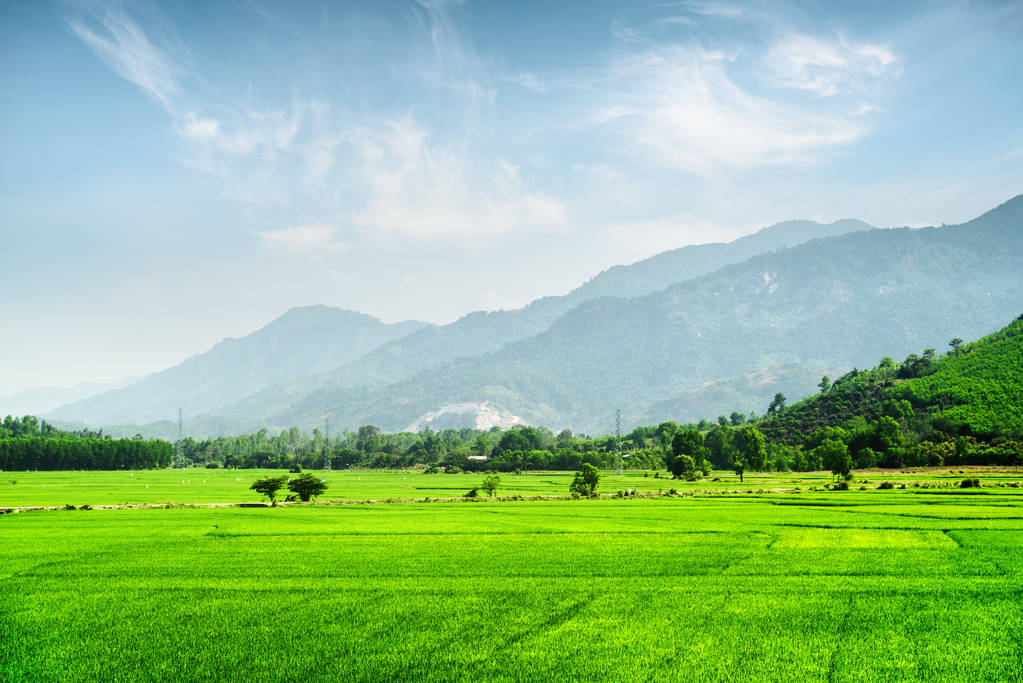 明亮的绿色稻田。令人惊叹的夏日风景