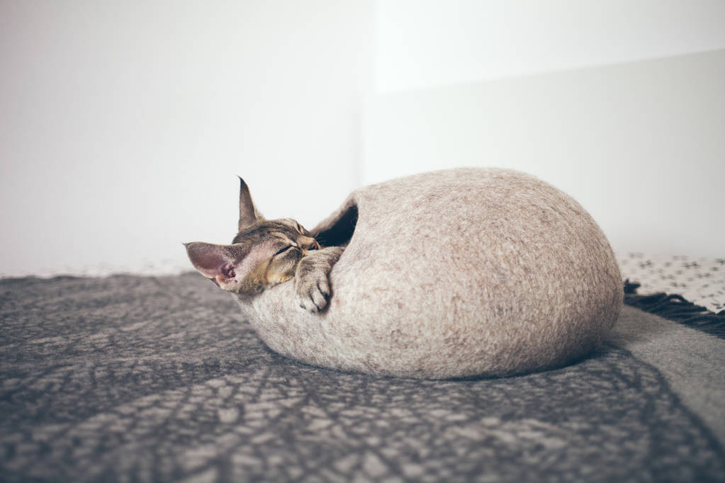 德文郡 Rex 猫睡在毡状温暖睡床。猫喜欢羊毛制成的-简单，最小的手工设计的舒适猫洞. 