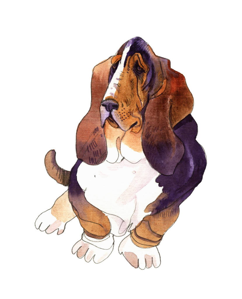 手工水彩插图的狗猎犬在白色背景.